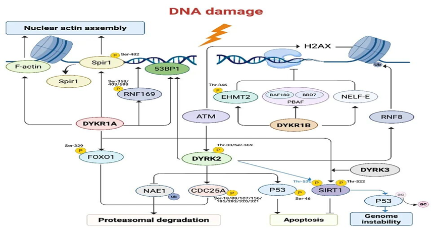 1774487781546817.png image.png